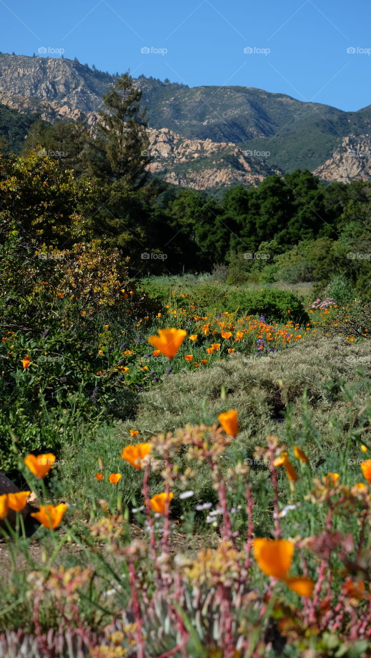 Scenic California