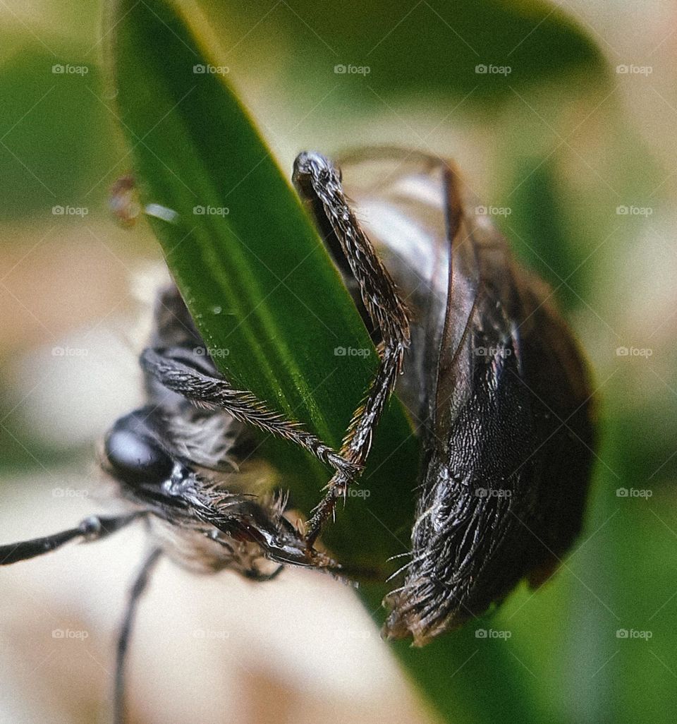Photo of hairy legs of a fly
