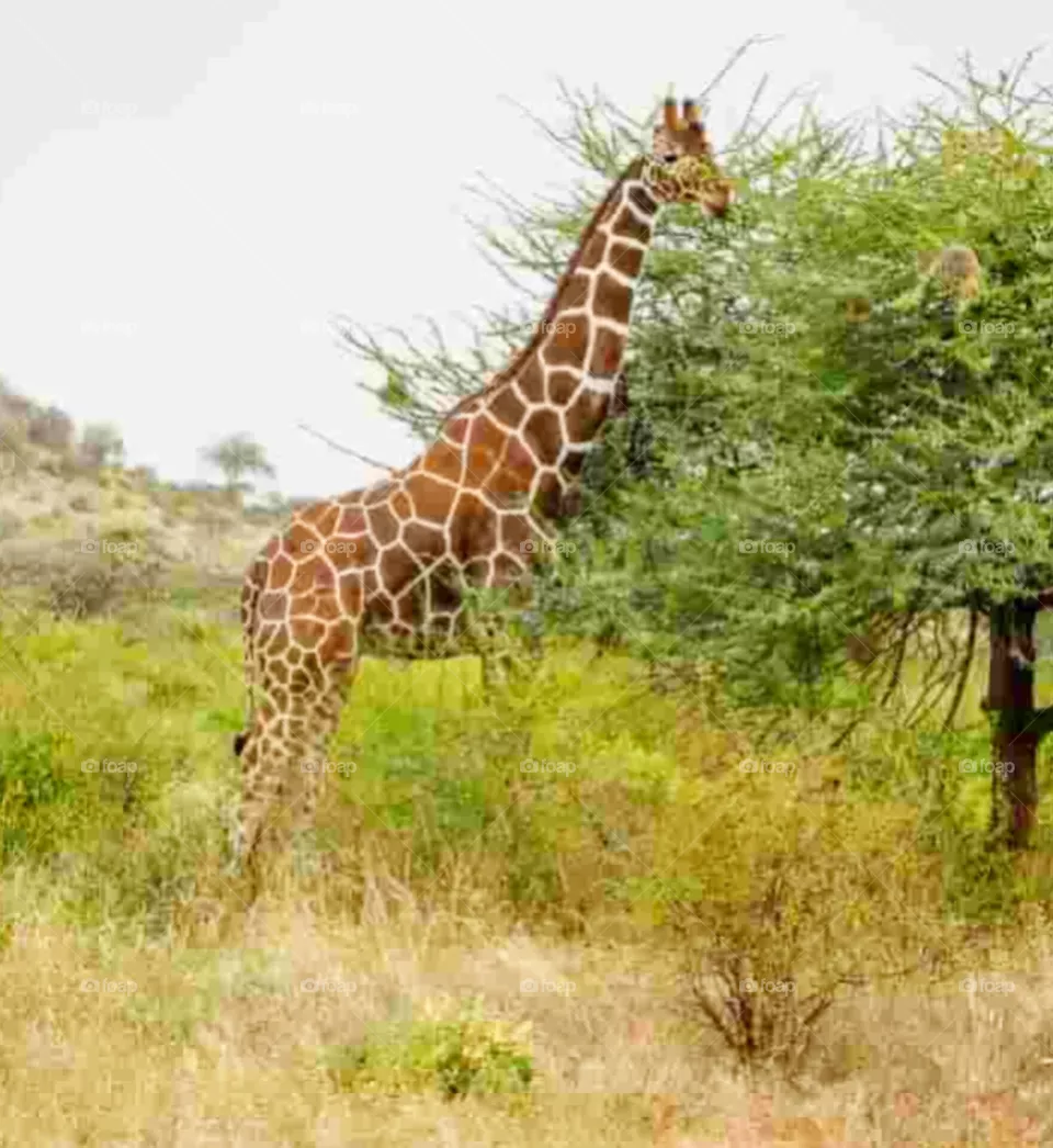 animals