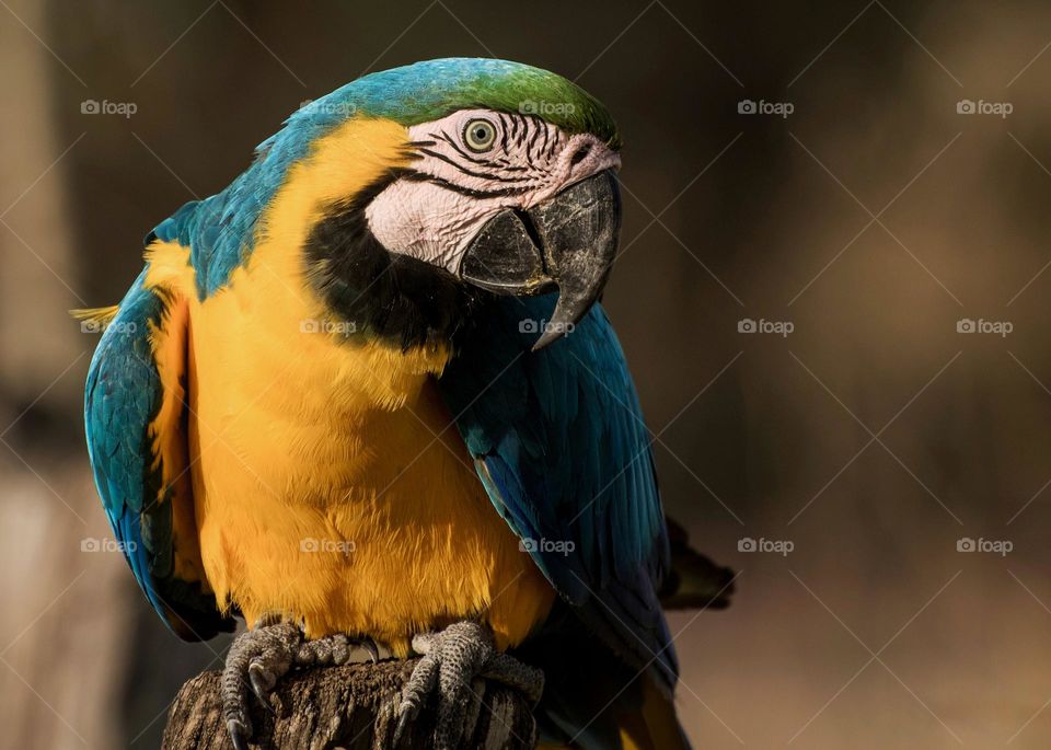 Linda Arara Canindé livre na Natureza, fotografia realizada no Pantanal Sul