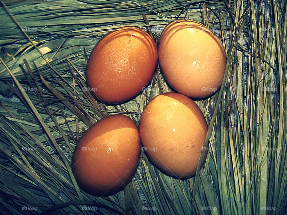 Chicken eggs in outdoor