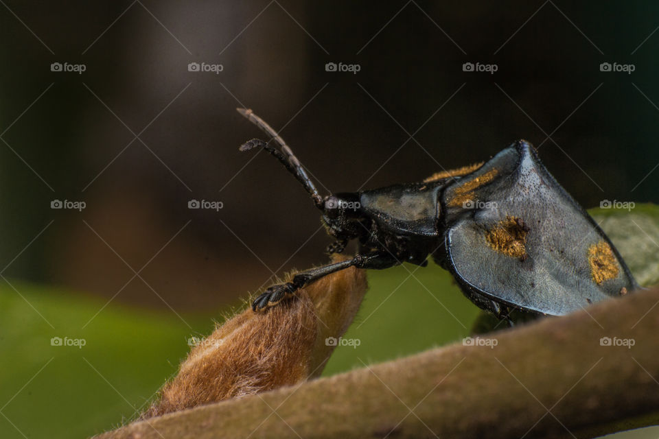 Side beetle