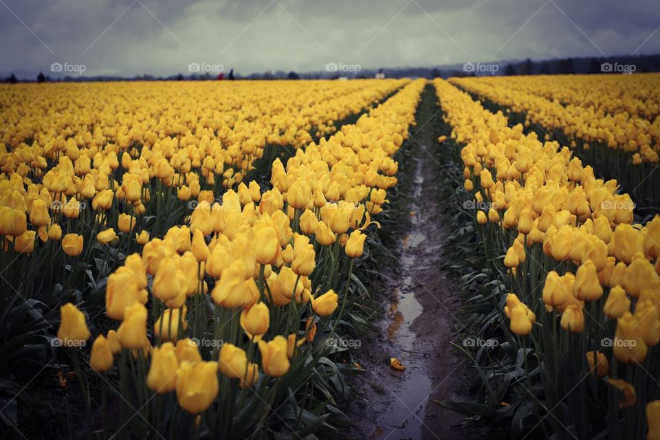 Tulip fields on a rainy day. 