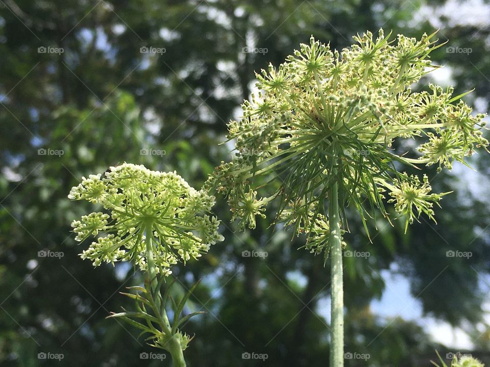Carrot flowers reaching high for the sky on a nice sunny day