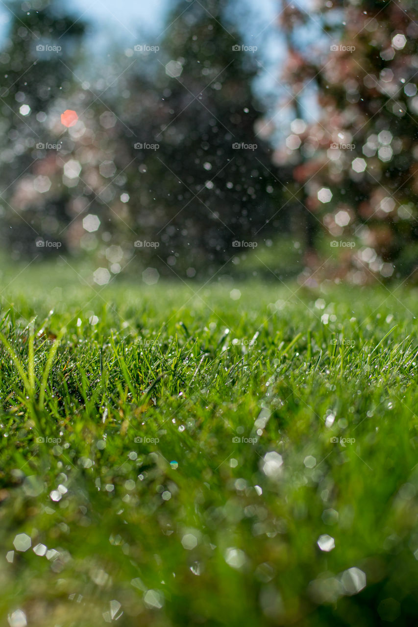 Close-up of a green grass in lawn