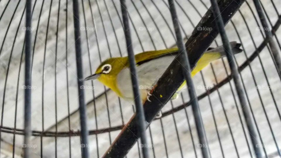Pleci bird