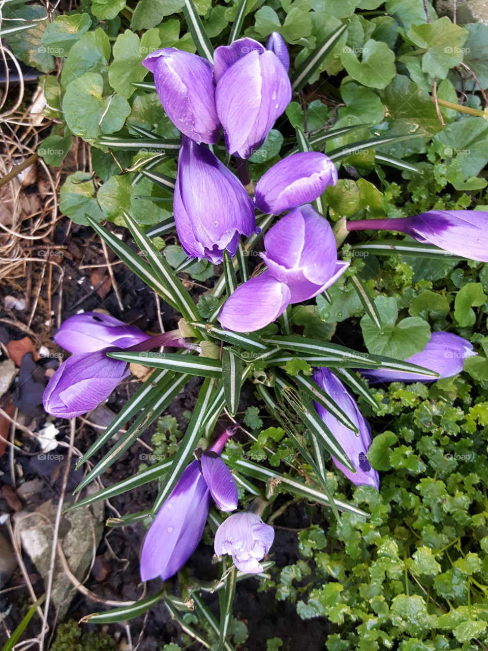 Purple crocus in the spr