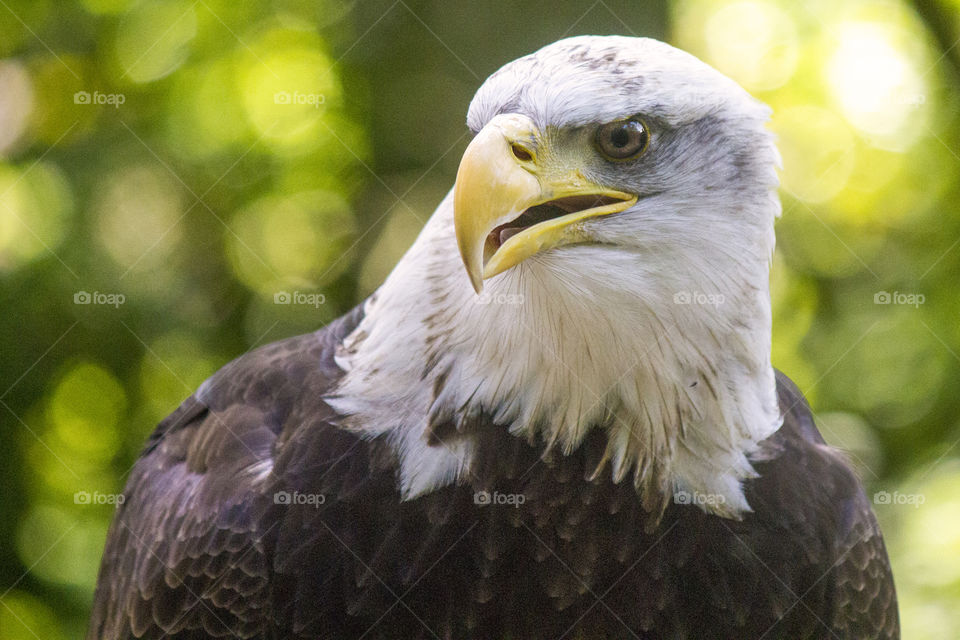 Bald eagle close up