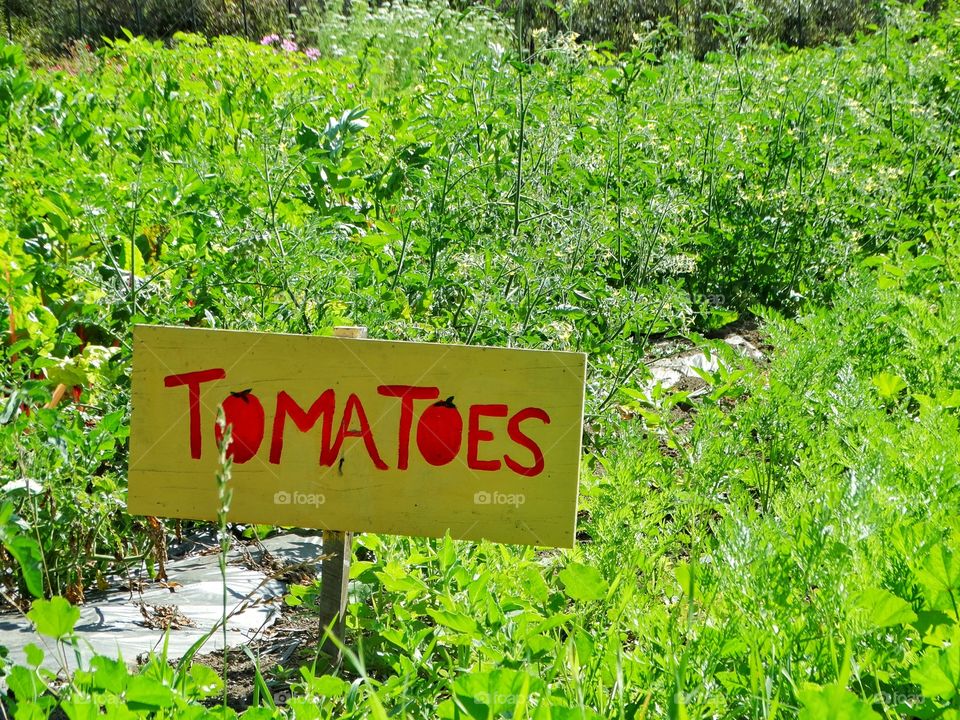 Tomato Garden. Organic Tomato Plants Growing In Rows In California
