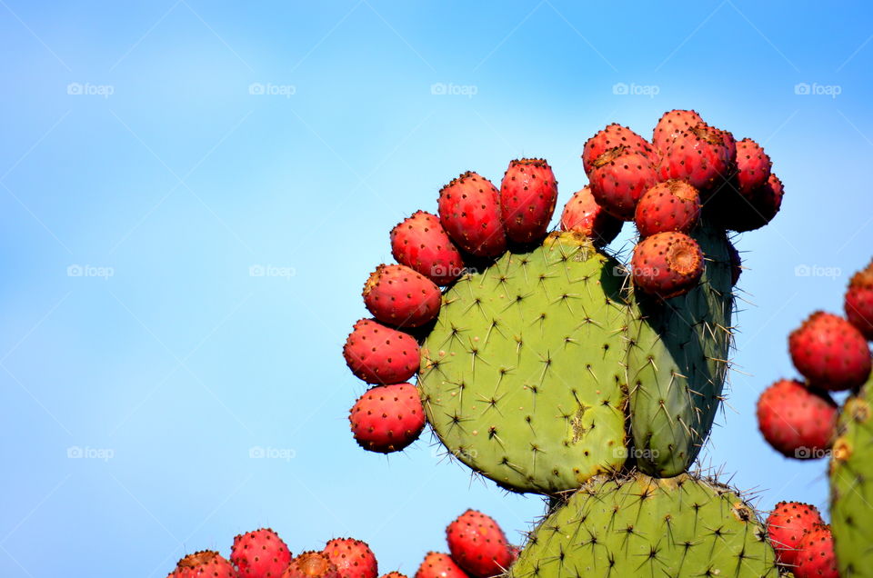 Cactus