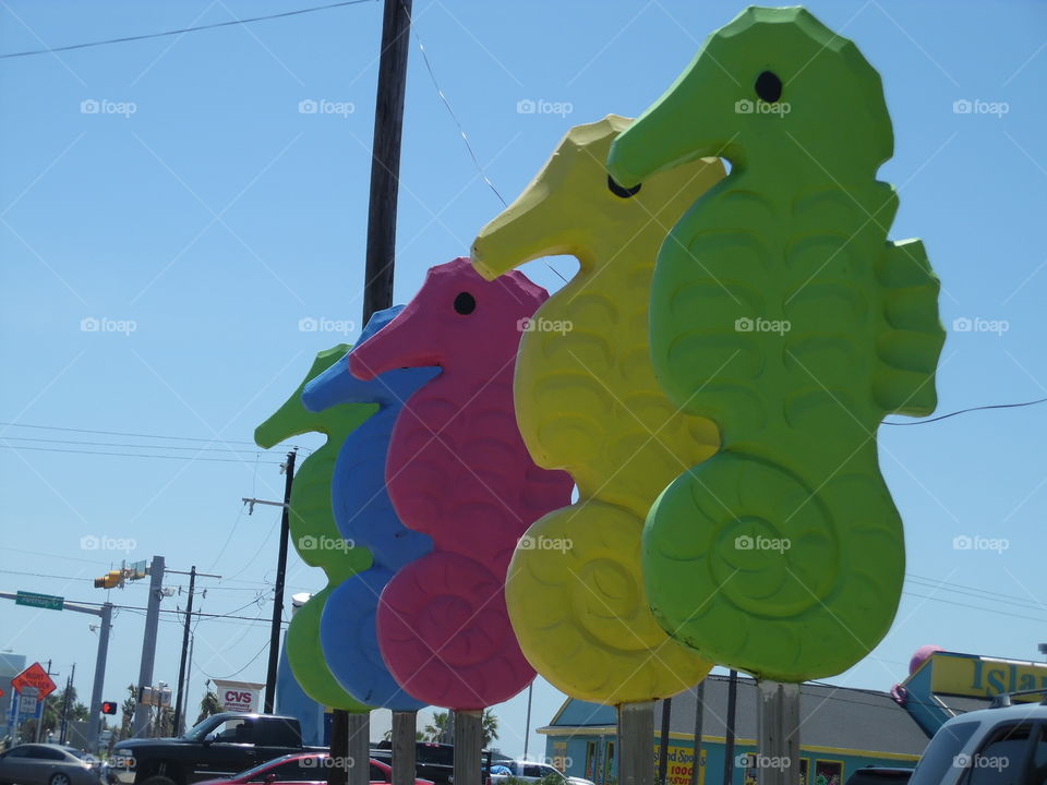sea horse 🐴. This is a vacation photo that I took while visiting the Gulf of Mexico in Port Aransas Texas