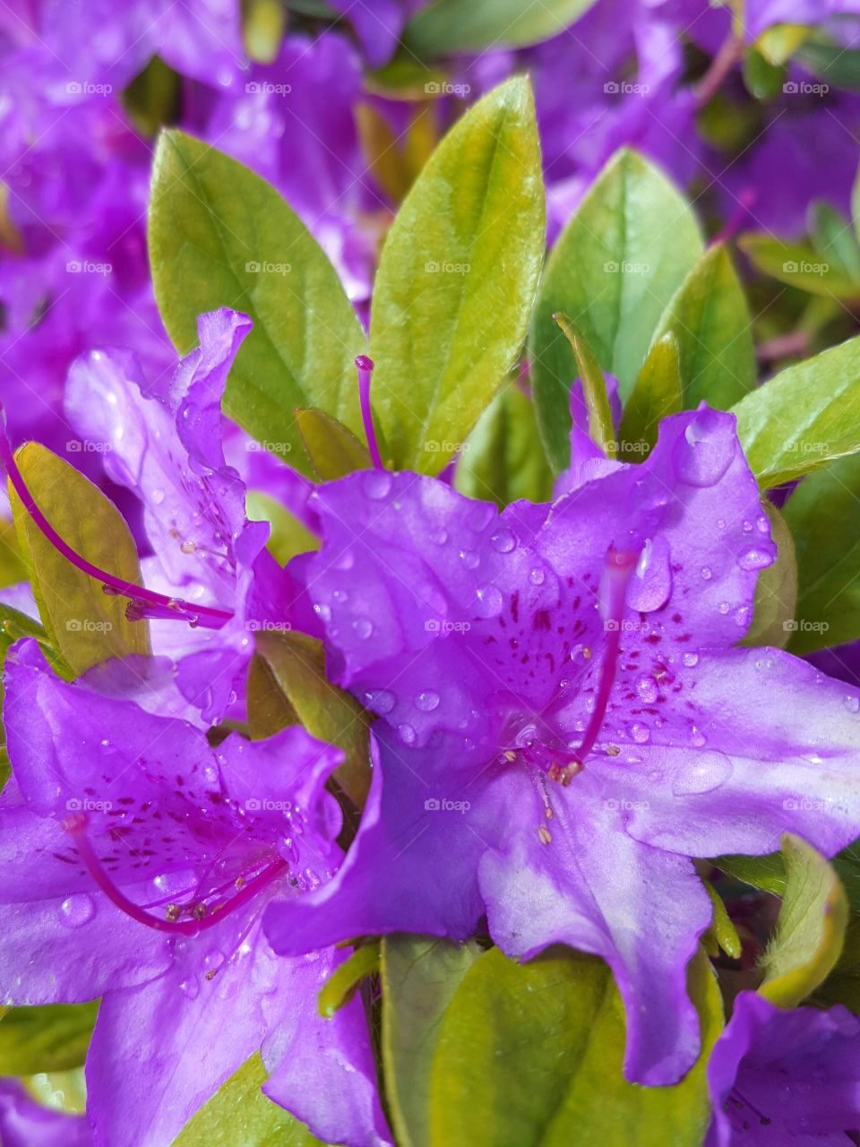 purple azaleas after rain