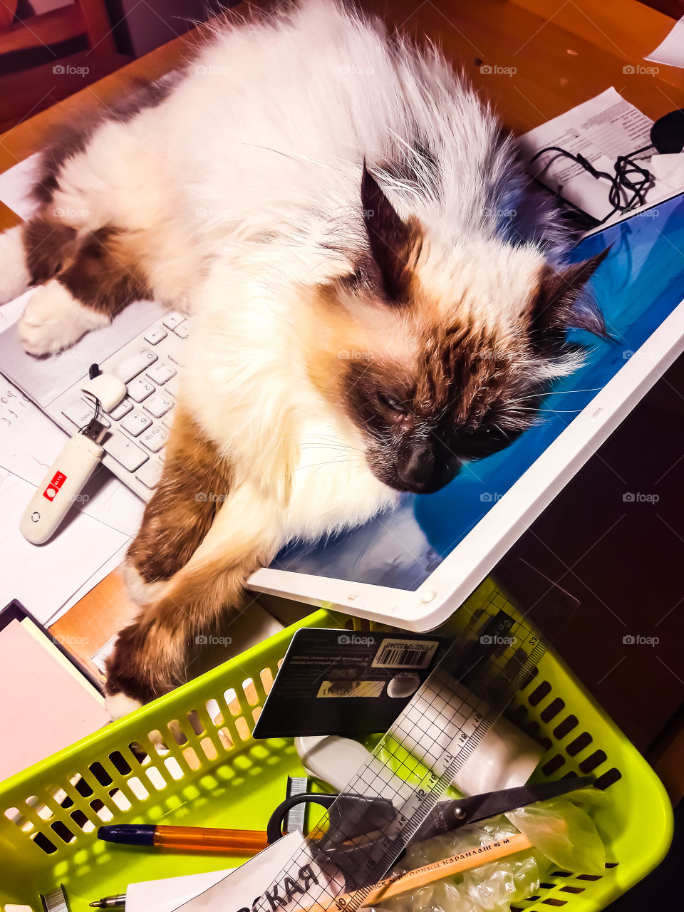 Кот кошки дом работа компьютер