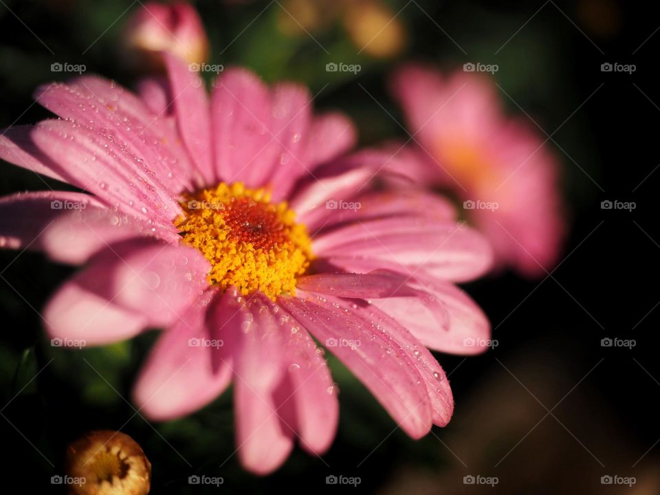 Flowers close up