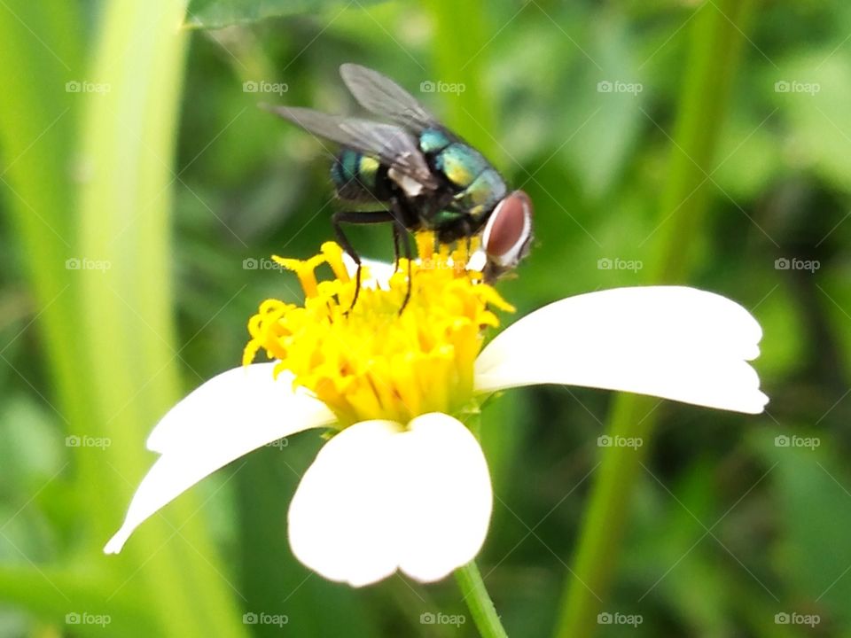 Fly collecting nectar.