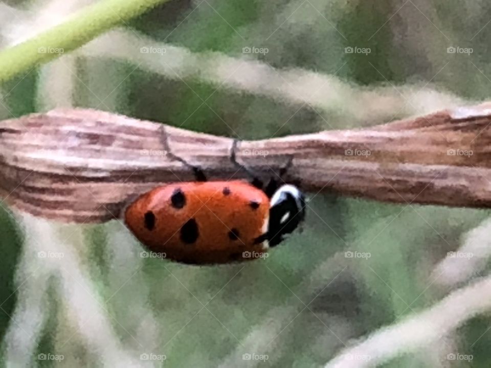 Crawling lady bug