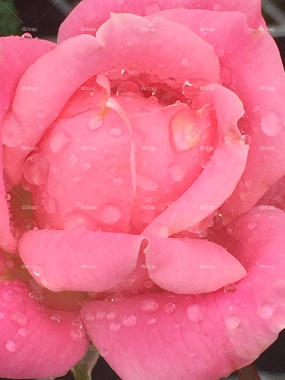 Delicate Rose 