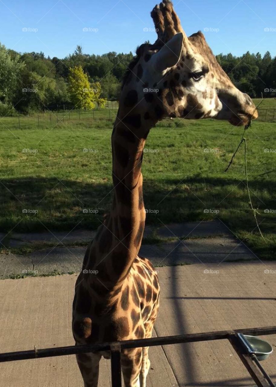 Mr.giraffe!