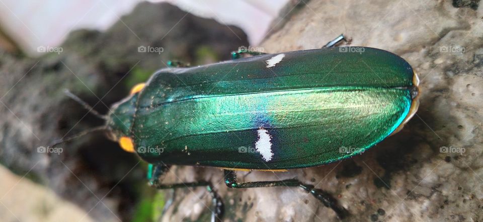 Gem beetles are often brightly colored and always have a hint of color usually on the underside.