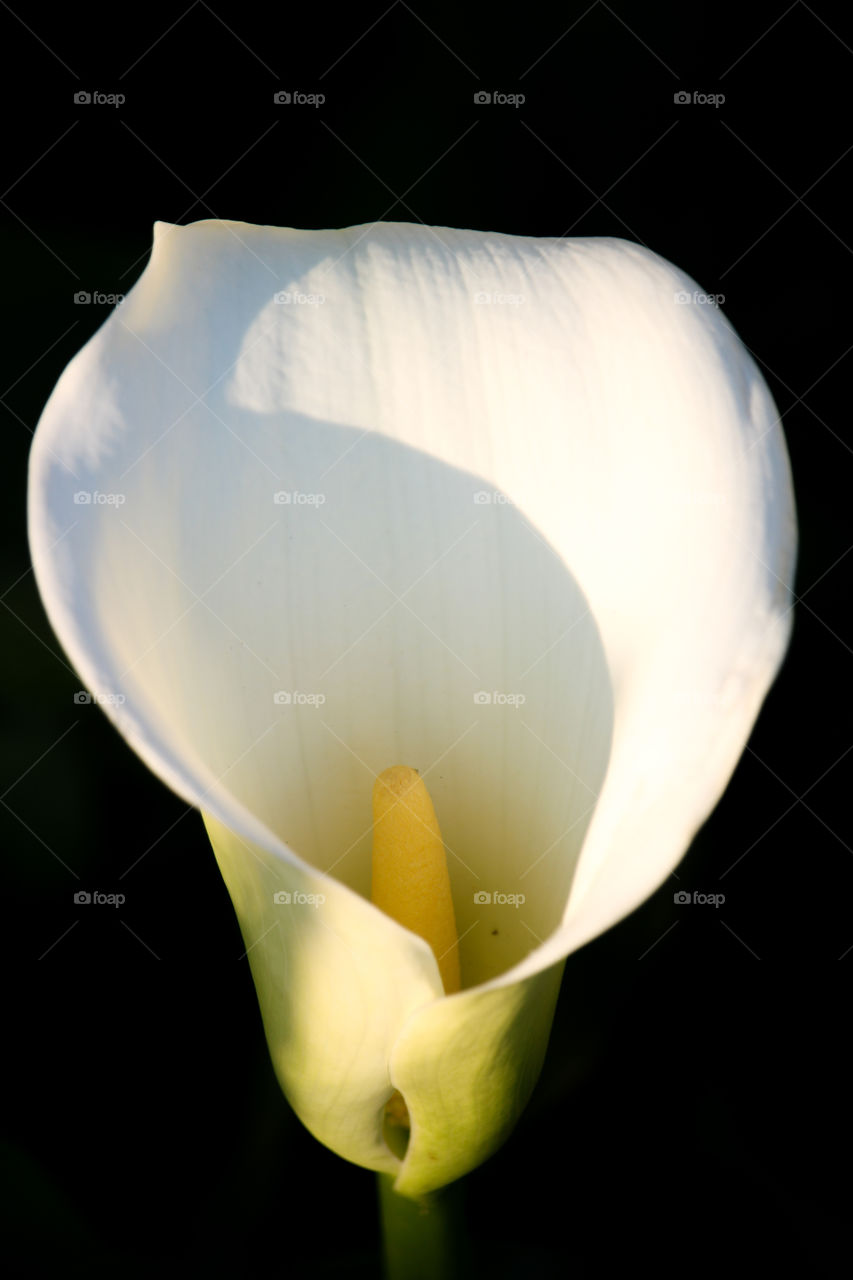 The beautiful calla Lilly flower portrait