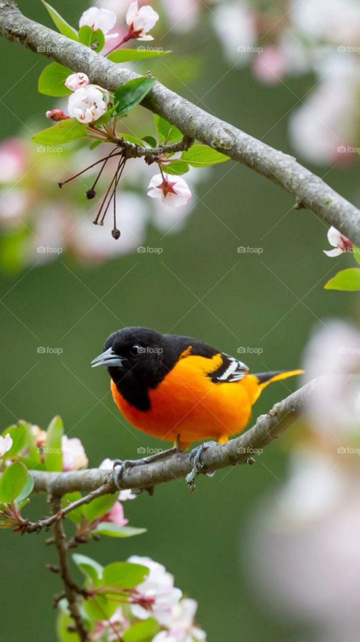 baltimore oriole