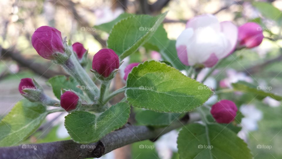 Apple Buds