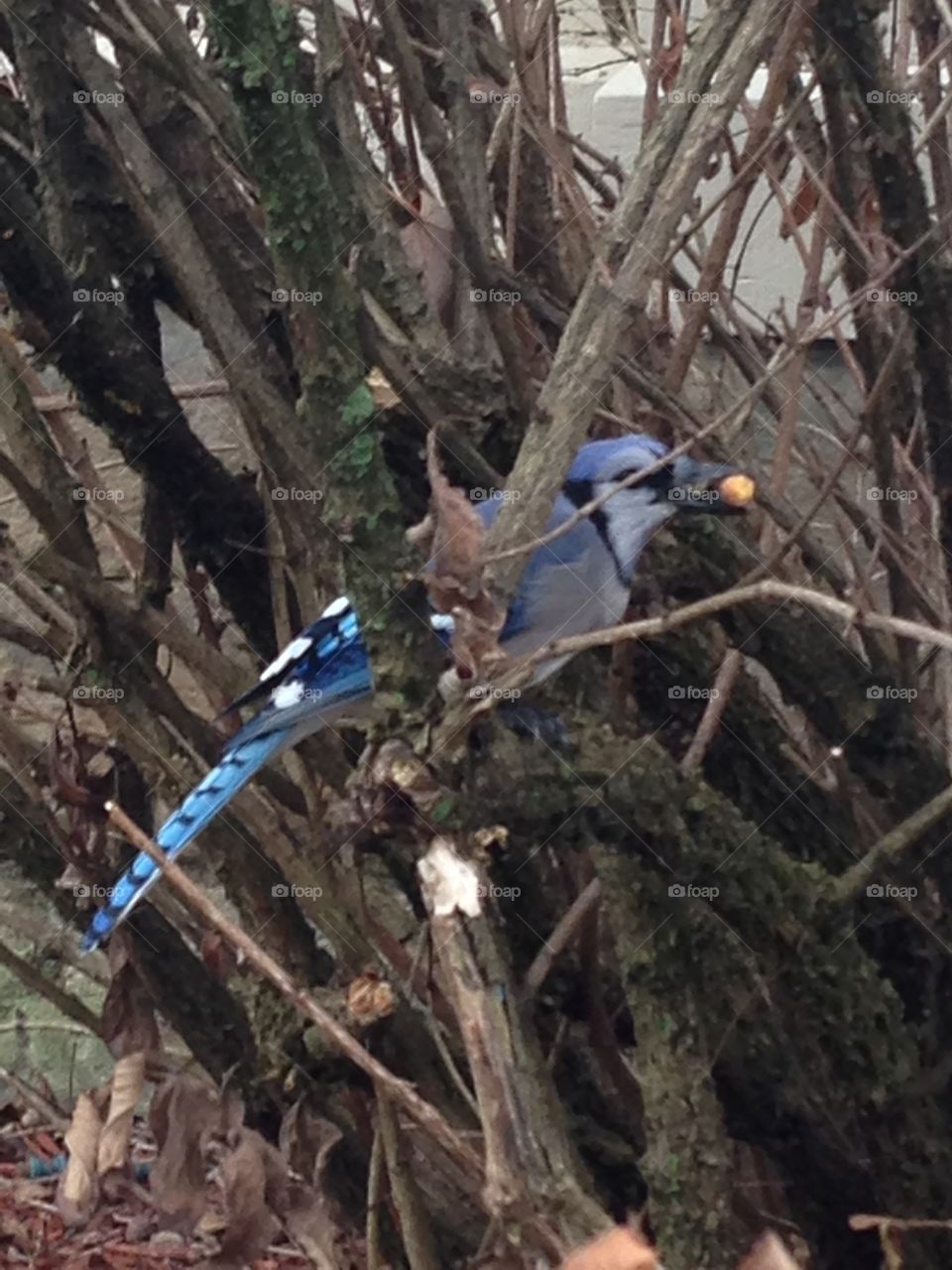 Winter Bluebird, Medina, Ohio