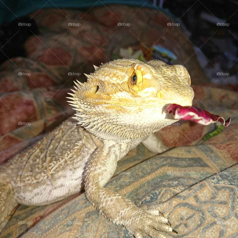 Bearded dragon