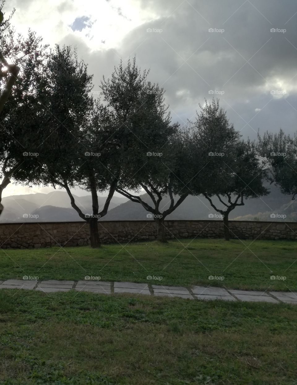 Olive trees