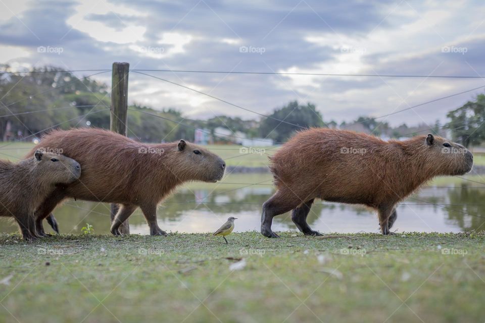 Capivaras. Capivaras e pássaros
