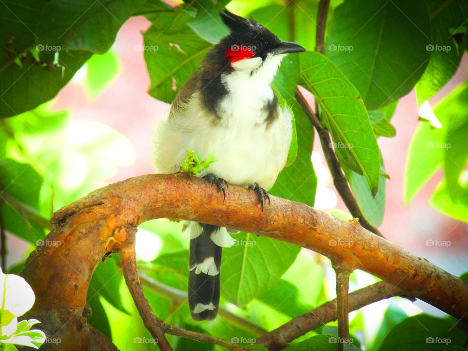 The red-whiskered bulbul (Pycnonotus jocosus), or crested bulbul, is a passerine bird found in Asia. It is a member of the bulbul family.