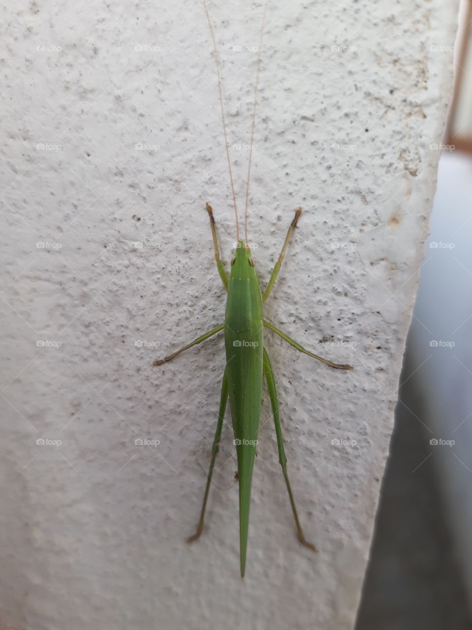 तिलचट्टा Tilchatta on white background