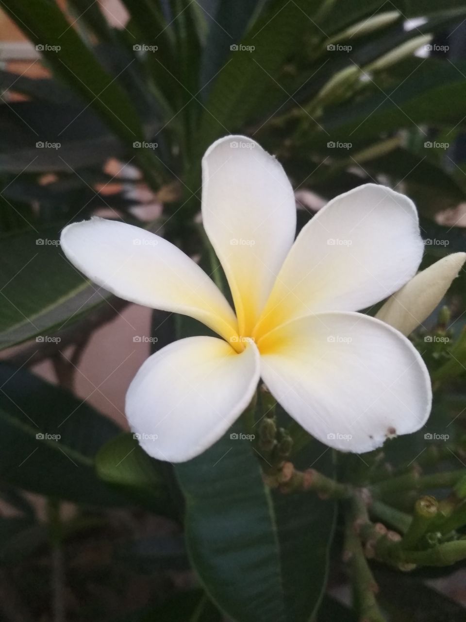 Beautiful frangipani flower