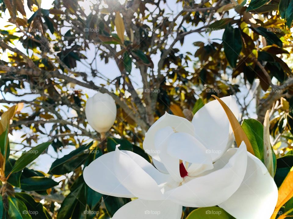 White Southern Magnolia Under The Morning Sun, Showing Pretty Petals Opening up In The Tree.