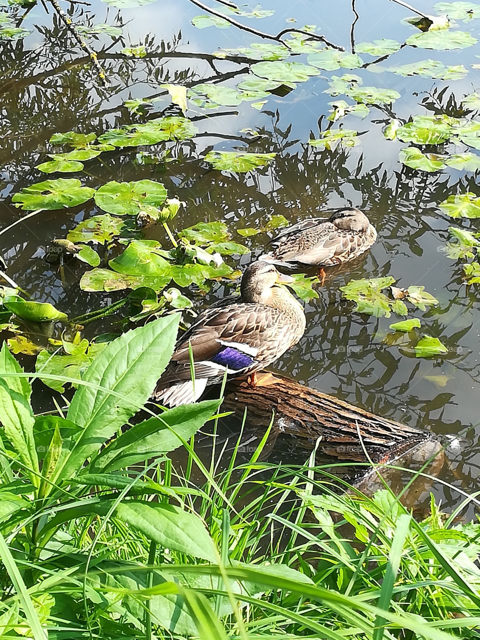 Ducks