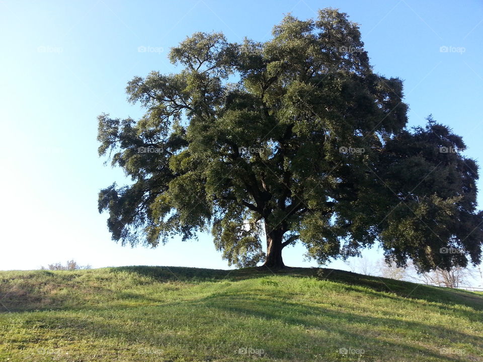 Tree of Life