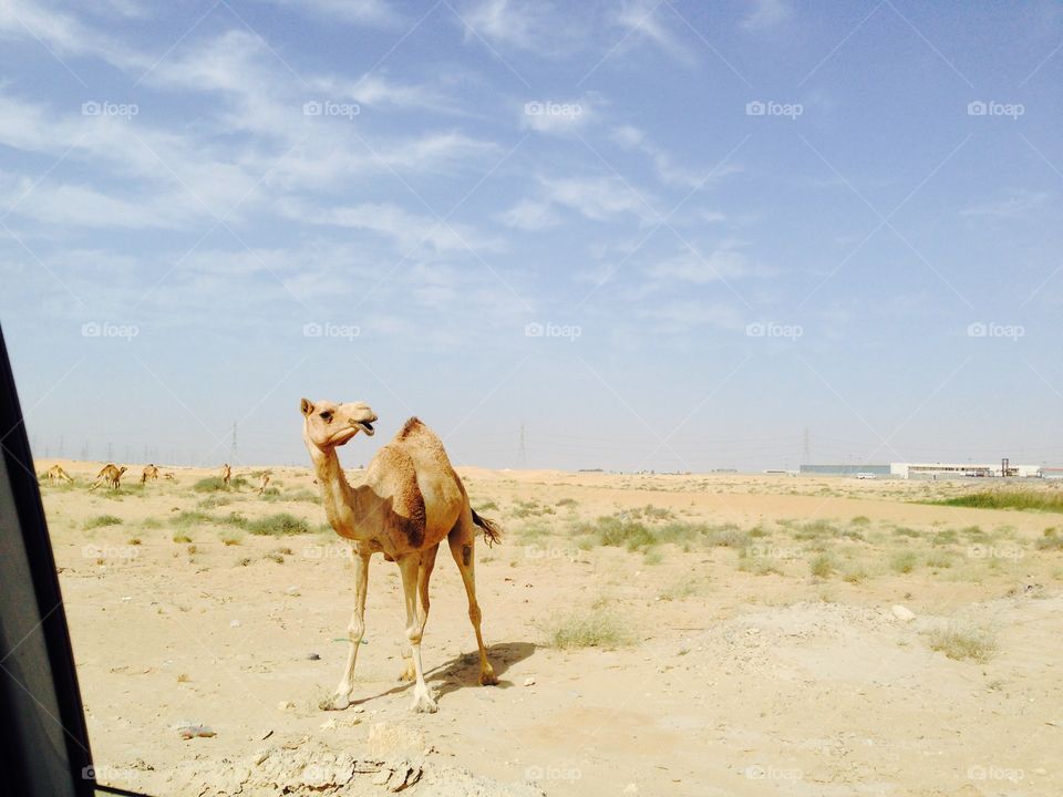 Camel in saudi