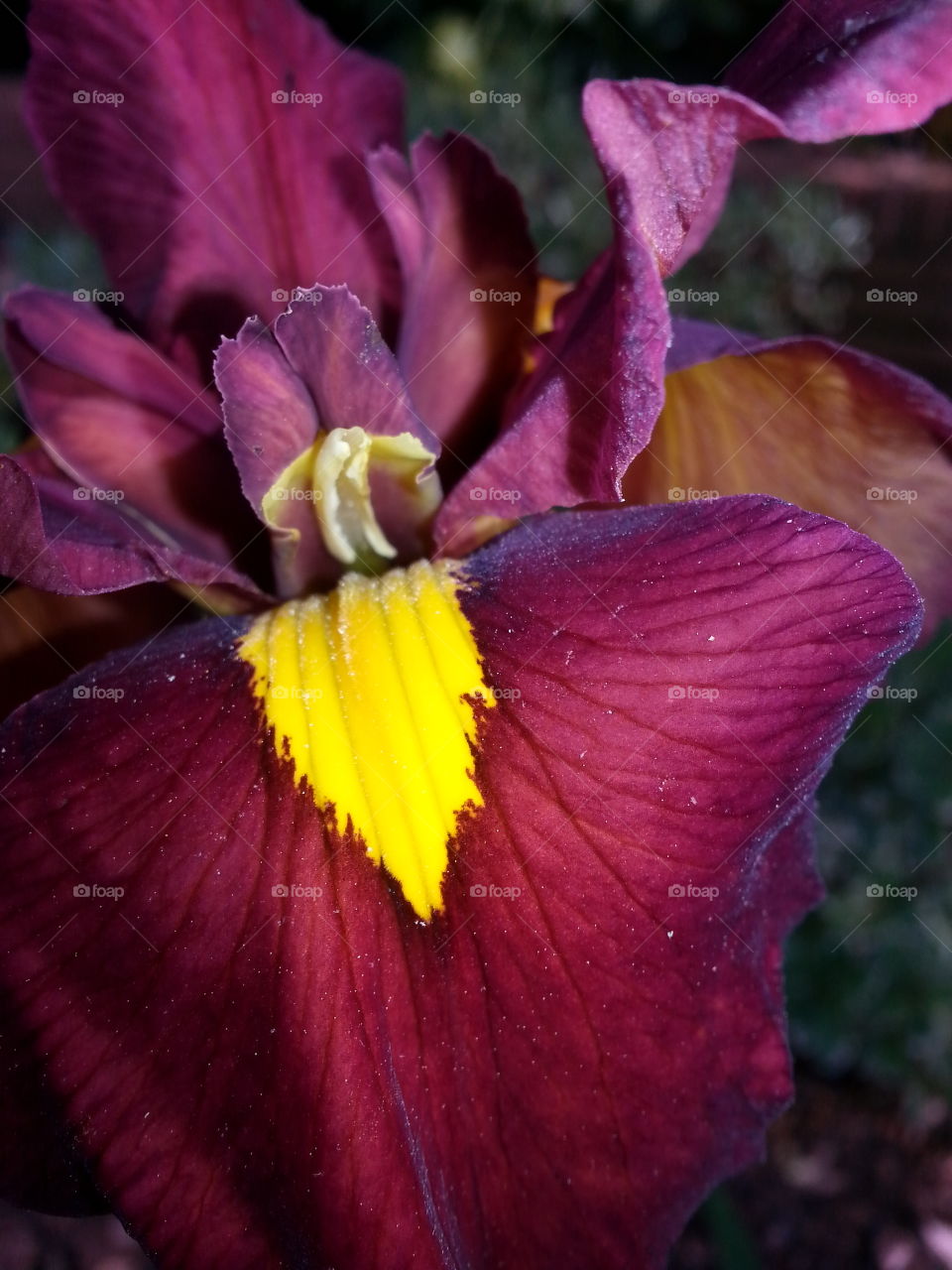 This Iris certainly steals the show with his splash of yellow.