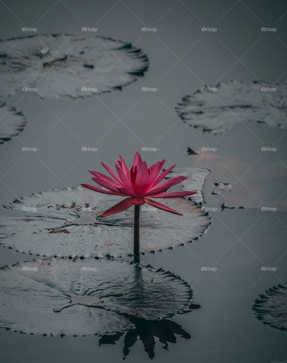 Lotus flower