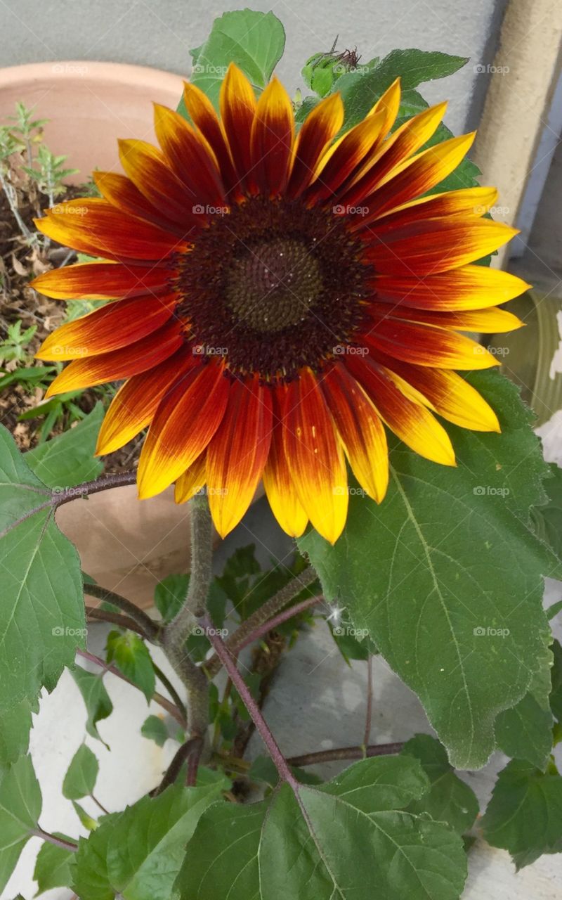 Red and yellow sunflower growing through concrete 
