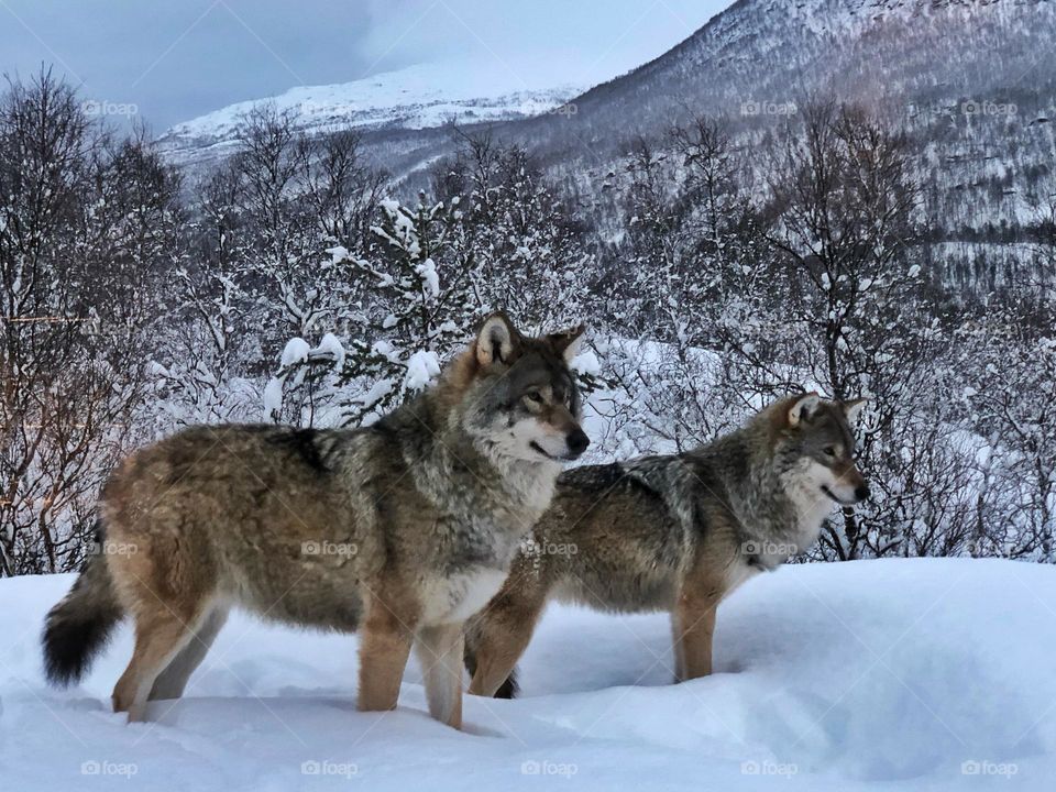 Norwegian Wolfs 