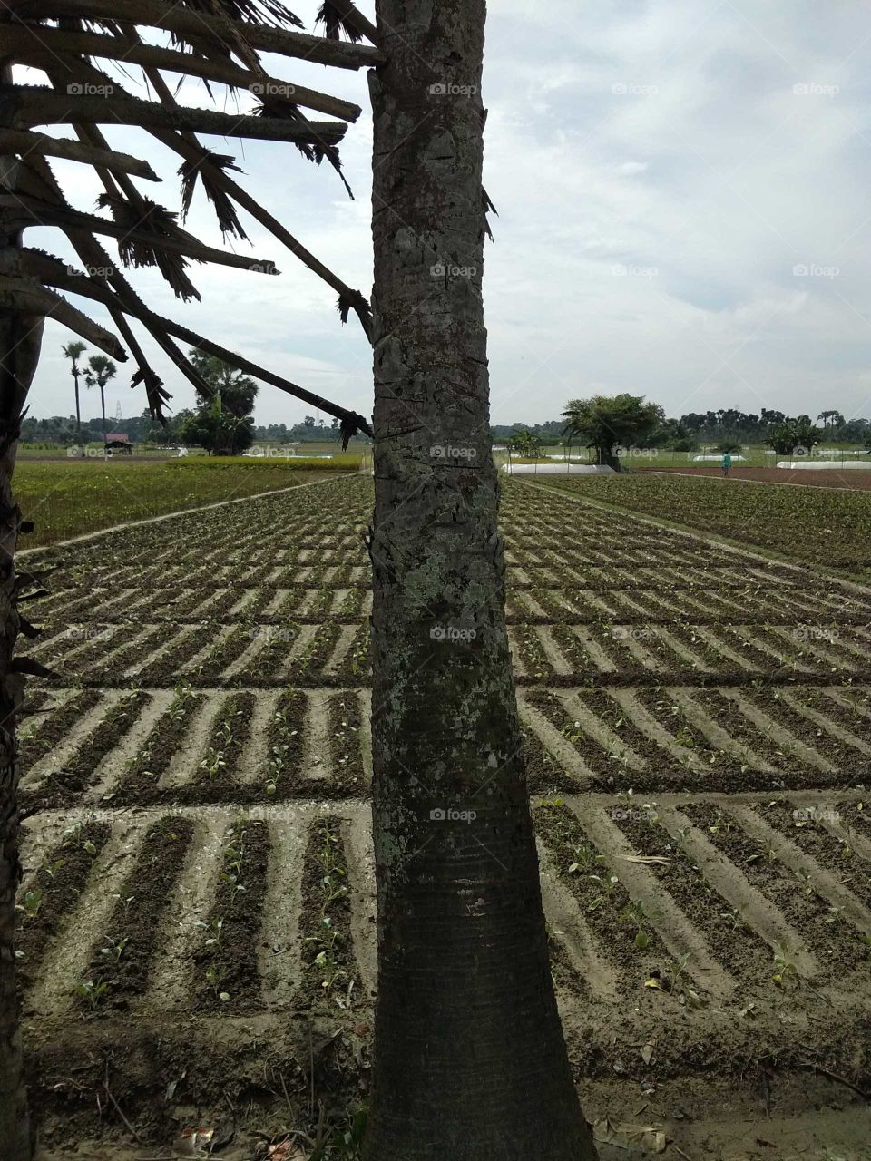 Arable land and rural areas