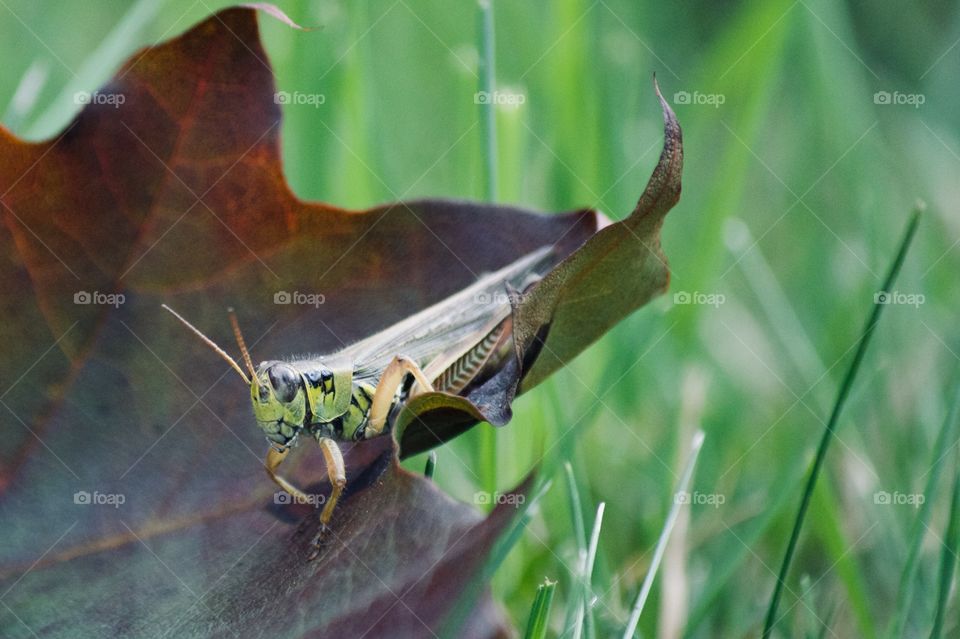 Grasshopper on fall leaf