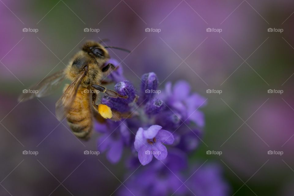 Bee on flower