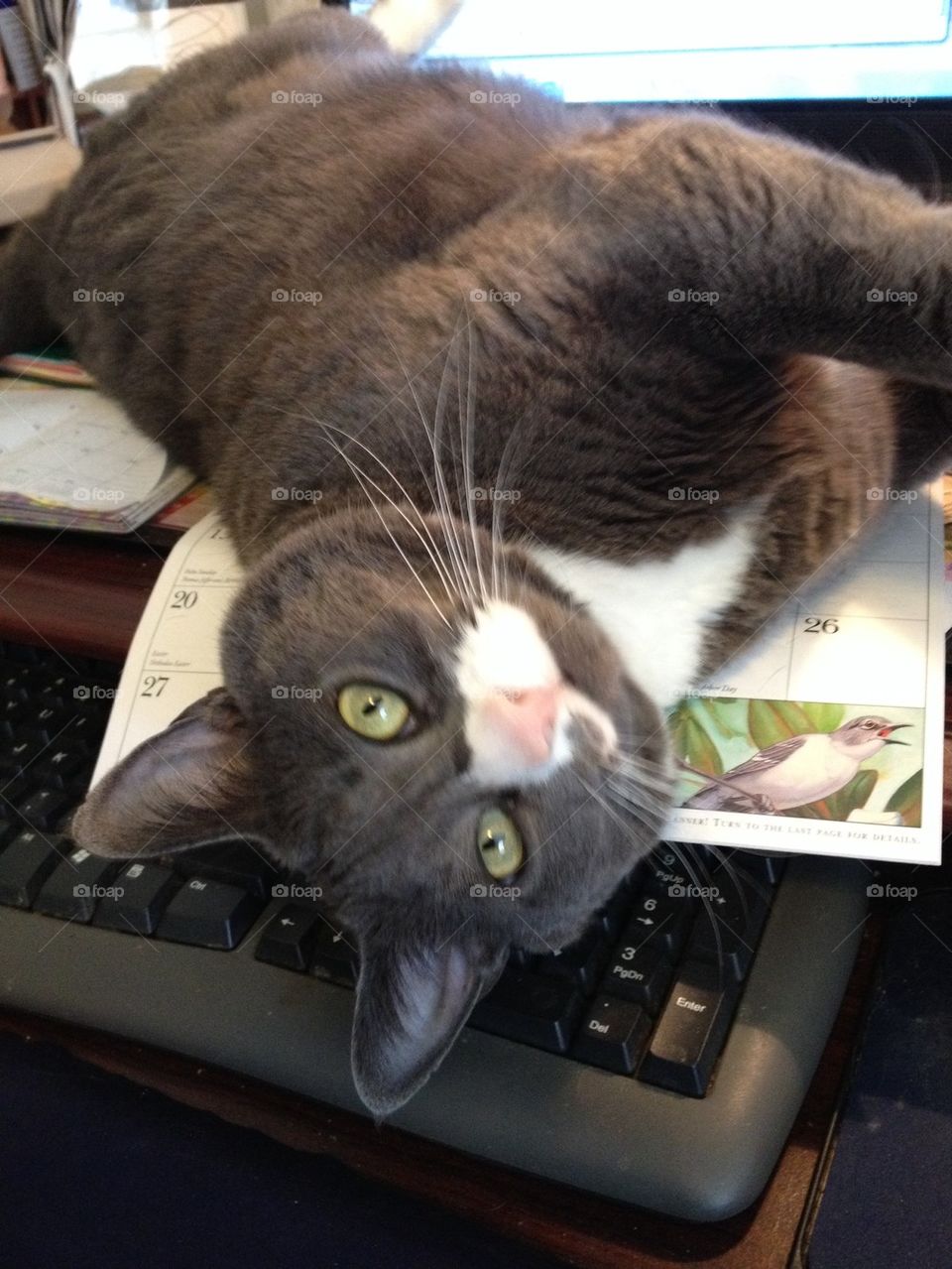 Kitty on keyboard