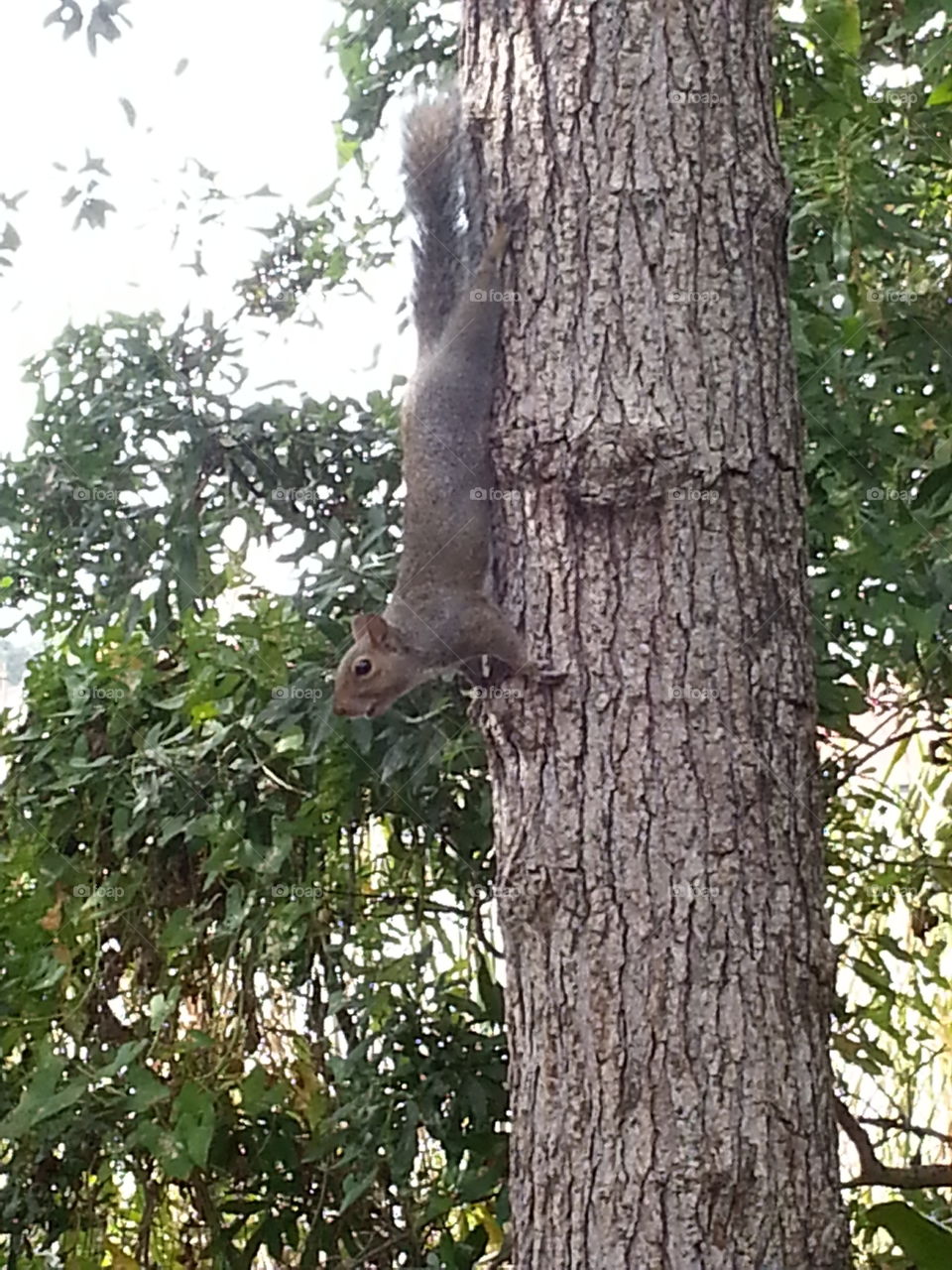 squirrel looking cute