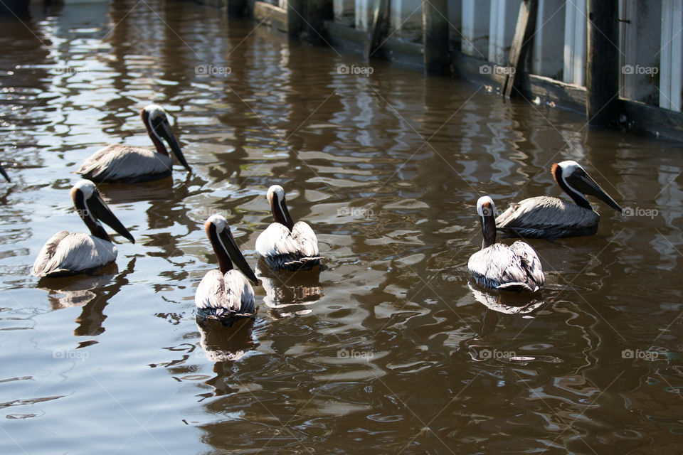 Bird, Water, Lake, Nature, Wildlife