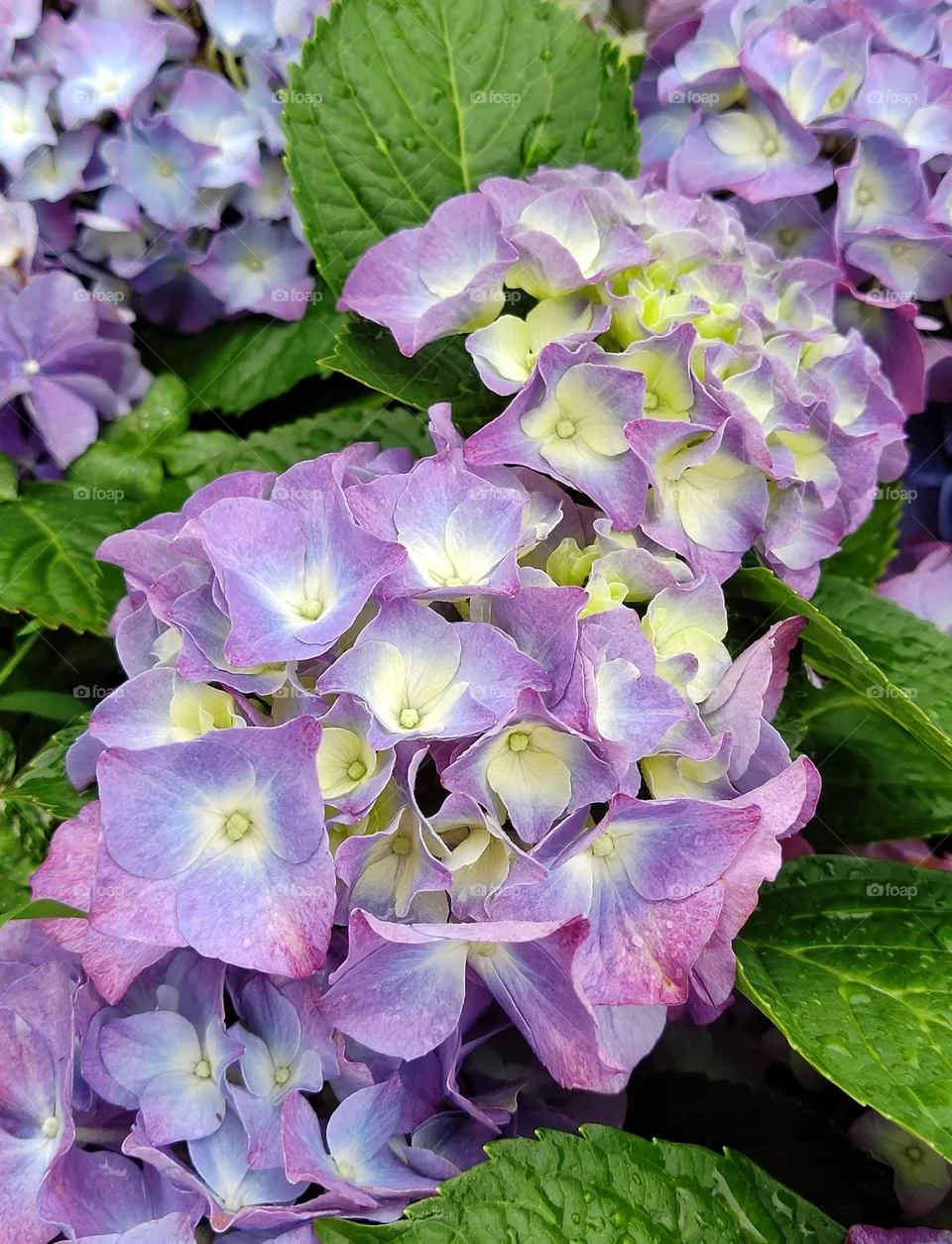 purple flowers