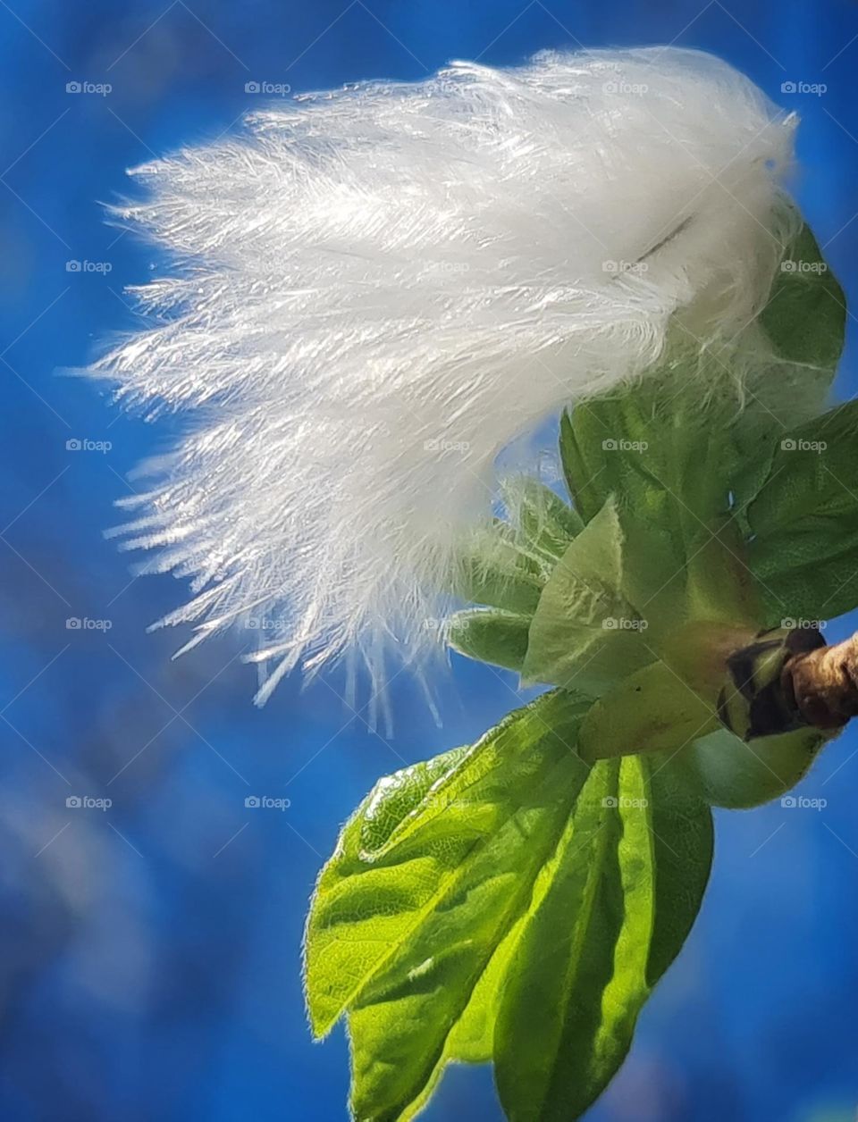 Feather