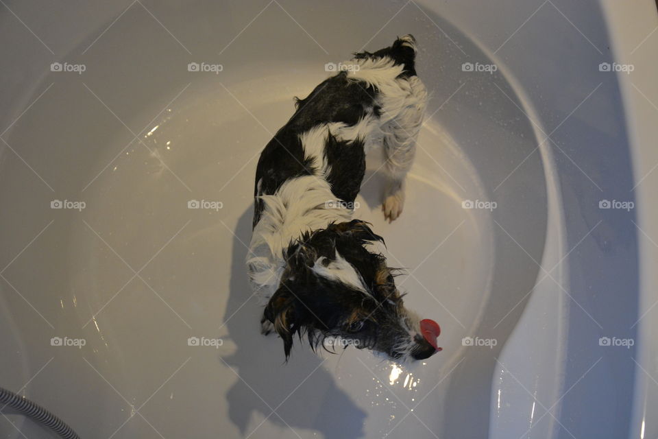 Bathing the dog